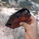 Eastern Painted Turtle