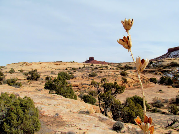 Yucca seed pods