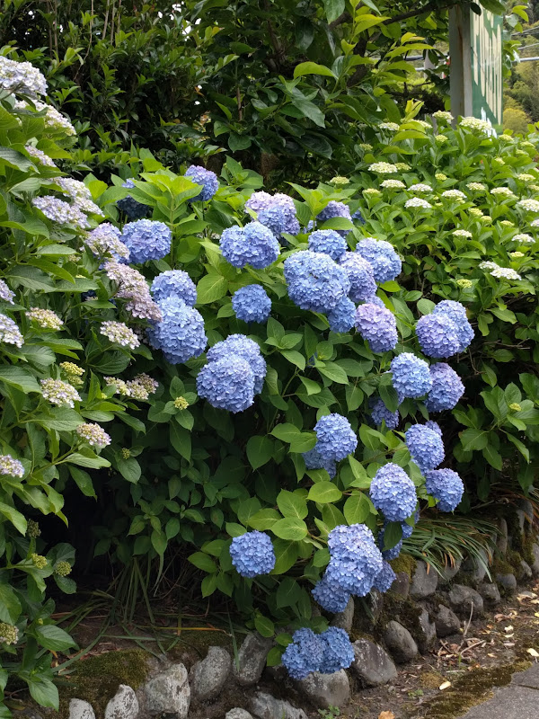 Hydrangeas in bloom