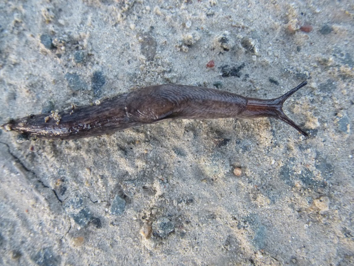 Green houseSlug