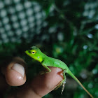 Green forest lizard