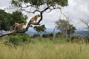 'Good view of the wazungu from up here.'