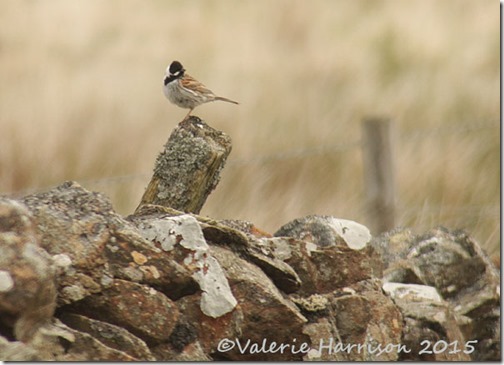 9-reed-bunting