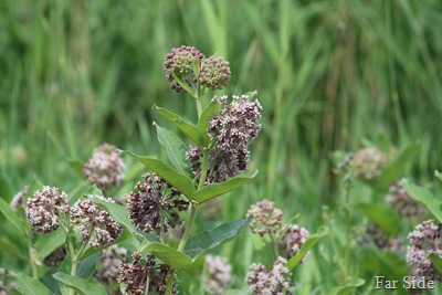 Common Milkweed  Asclepias syriaca