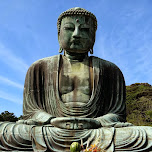 the giant Daibutsu in kamakura in Kamakura, Japan 