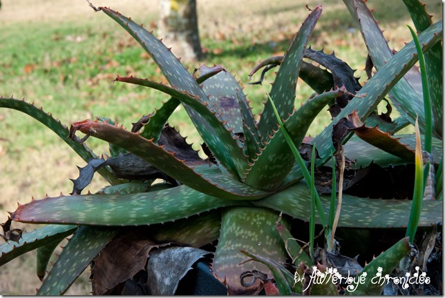 aloe plant january 15th