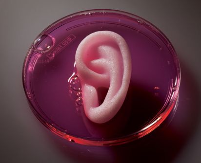 Lab Grown Ear