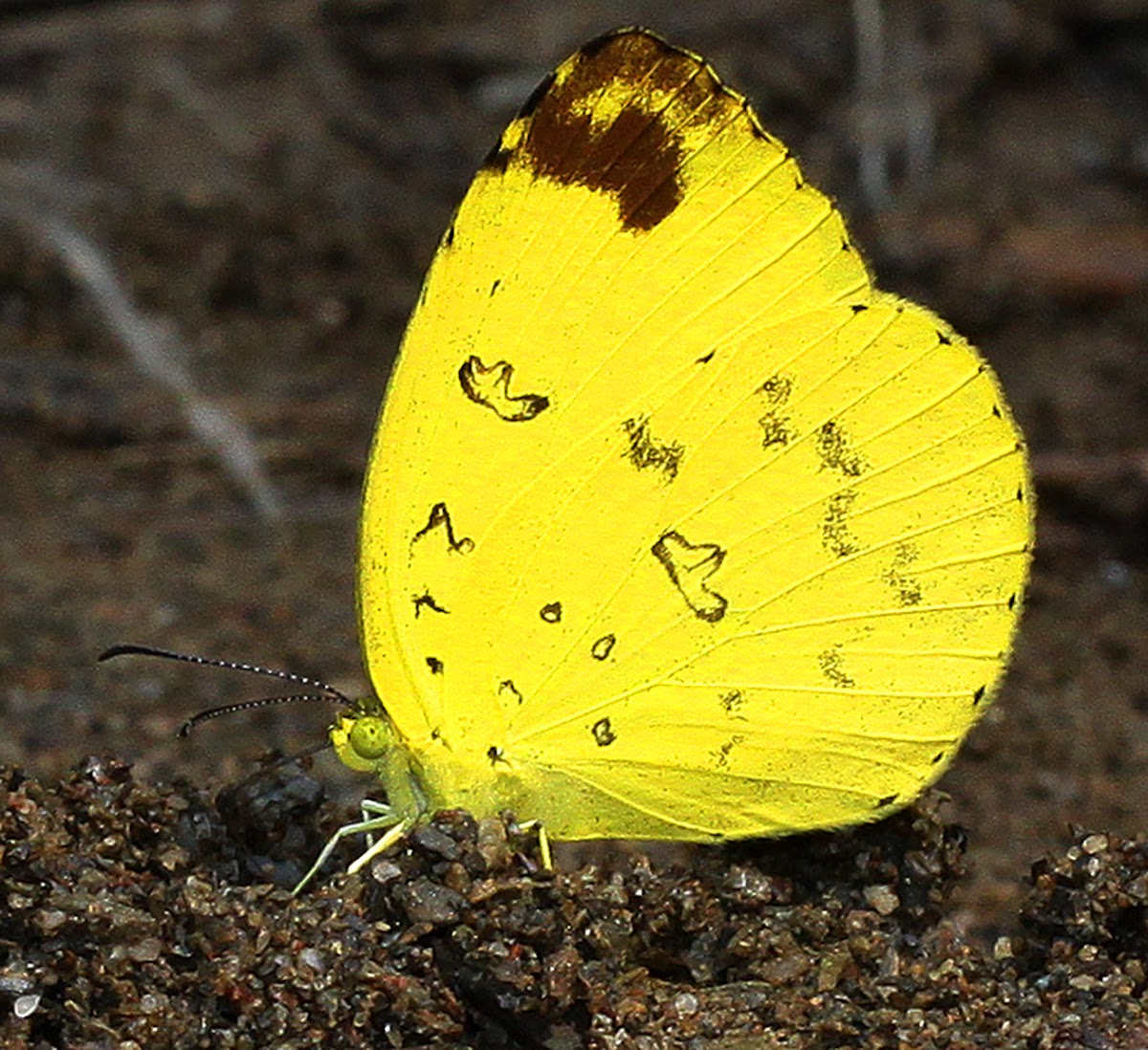 Three Spot Grass Yellow