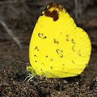 Three Spot Grass Yellow