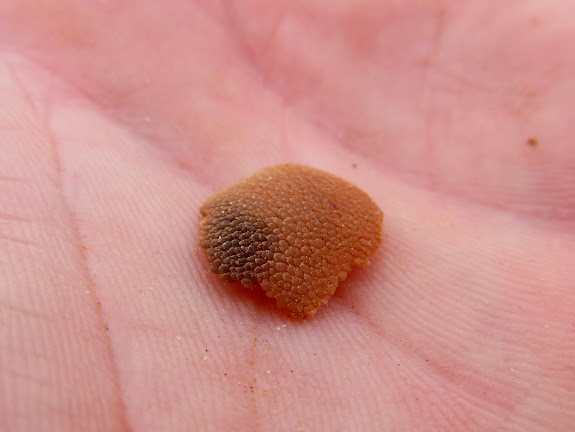 A piece of Boulder's pad that came off, signaling time to turn around