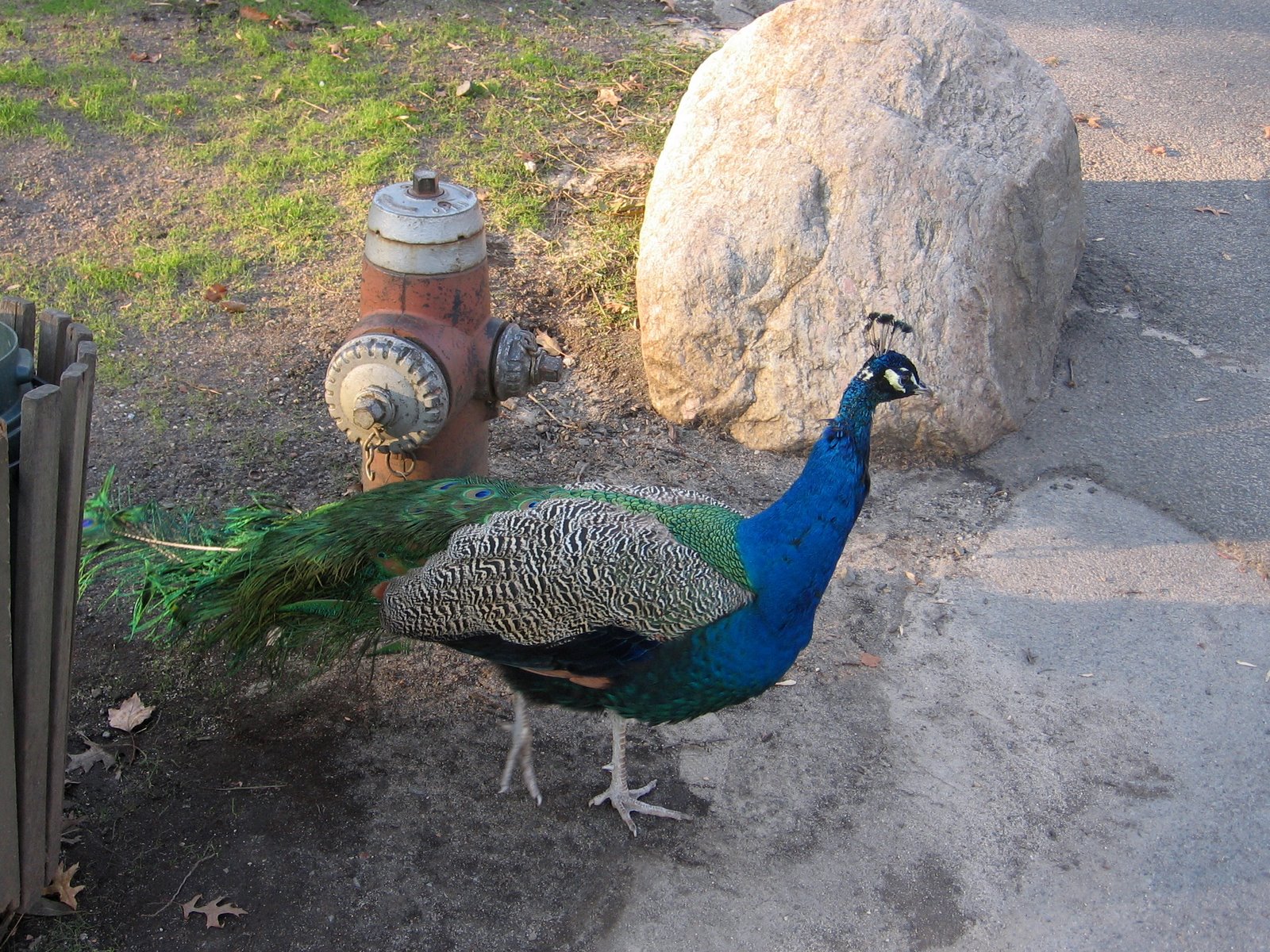 A peacock putting the moves on