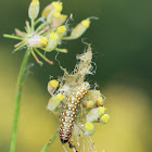 Purple Carrot-seed Moth Caterpillar