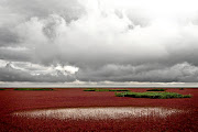 Panjin Red Beach is a reed-covered wetland in the Liaohe River delta in northeast China, one of the world's largest reed-marsh areas. Its name refers to the striking colours of its coastline, which is covered with the seepweed plant (Suaeda salsa).
