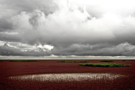Panjin Red Beach is a reed-covered wetland in the Liaohe River delta in northeast China, one of the world's largest reed-marsh areas. Its name refers to the striking colours of its coastline, which is covered with the seepweed plant (Suaeda salsa).