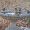 Eastern Bluebirds