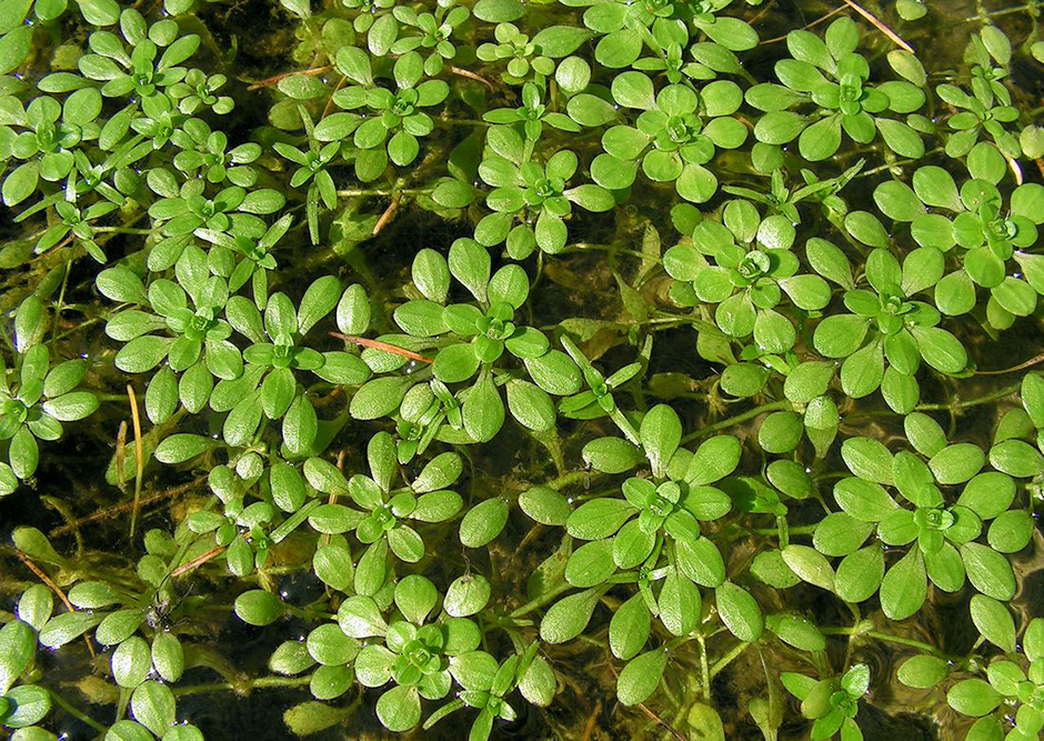 Болотник весенний (Callitriche palustris)