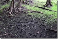 Gator tracks-4