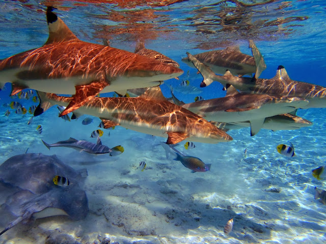 POLINESIA FRANCESA: PLAYAS, AGUAS TURQUESAS Y TIBURONES - Blogs de Polinesia Francesa - BORA-BORA: LA PERLA TURQUESA (3)