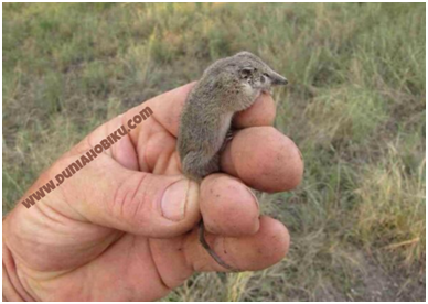 Long-Tailed Planigale (Planigale ingrami)