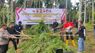 Tim Gabungan Musnahkan Puluhan Ribu Batang Ganja di Kecamatan Sawang