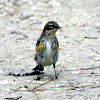 Yellow-rumped Warbler