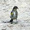 Yellow-rumped Warbler