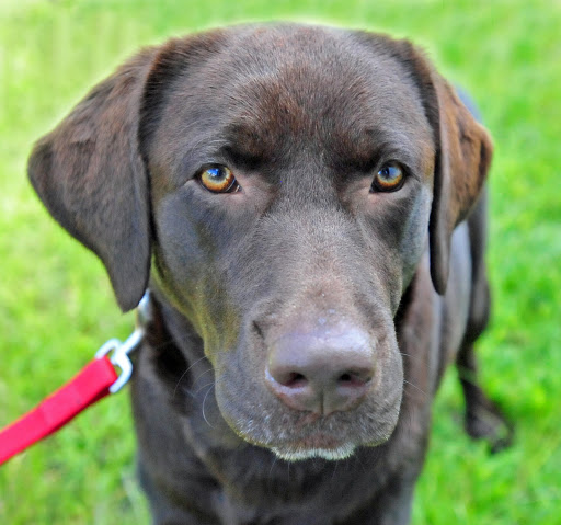 dog-training photo:dog training hand signals chart 