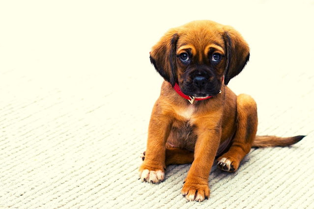 50 + Best Dog Puppy Images only selected