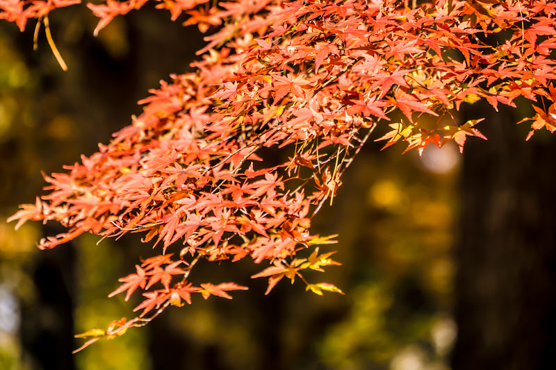 長瀞 月の石もみじ公園 紅葉4