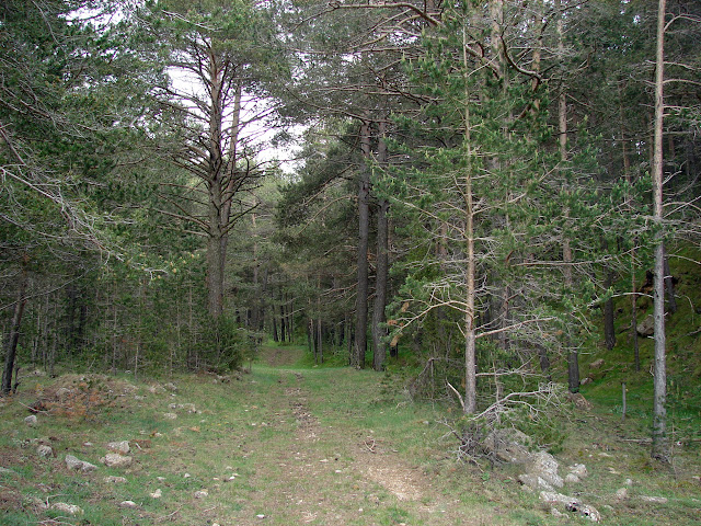 Senderismo - Linares de Mora - Pistas de esquí - Monegro - Molinete - Pino Escobón