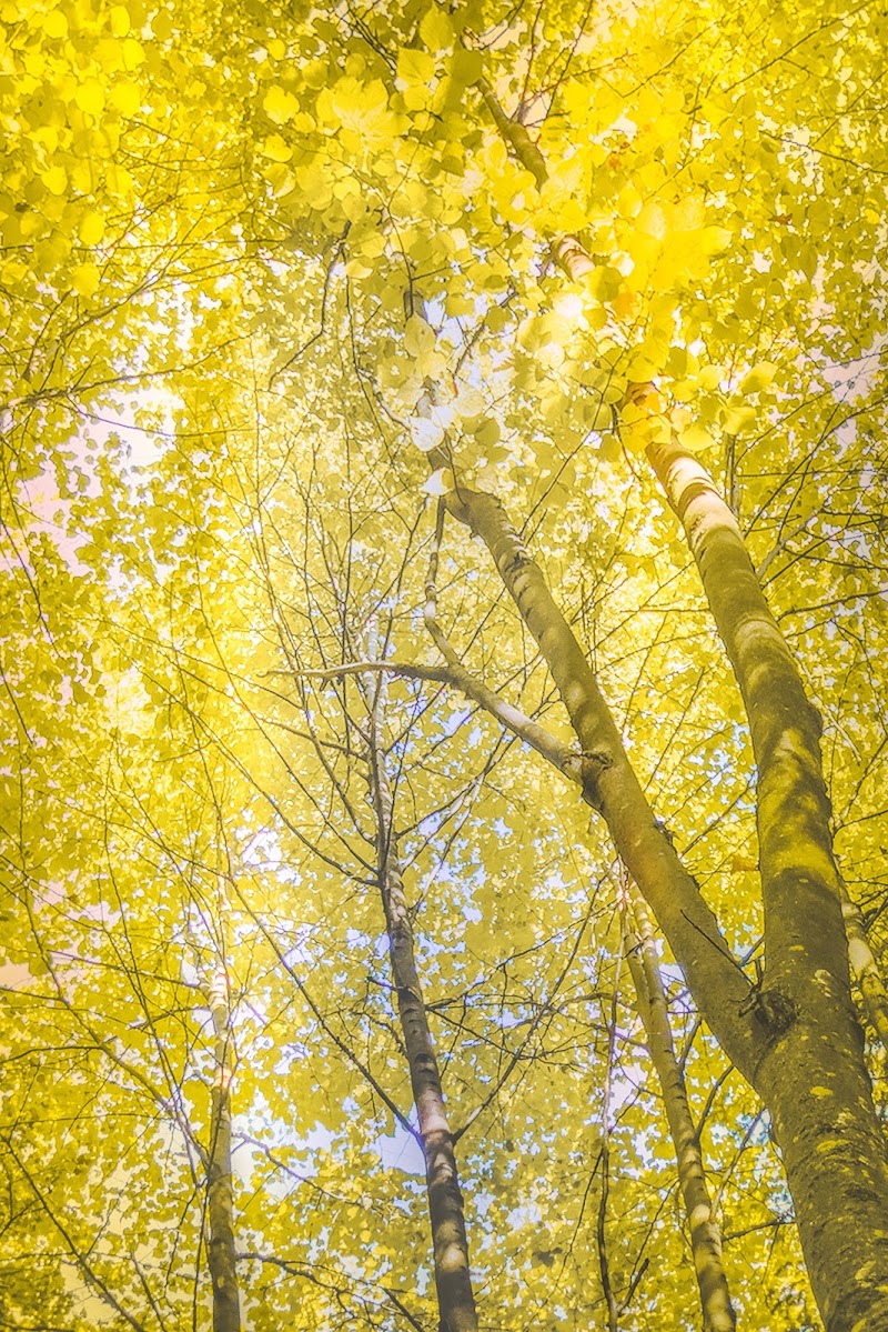 sottobosco di AdrianoPerelli