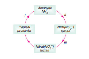 azot döngüsü