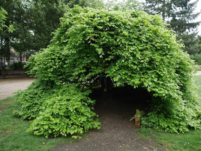 Jardin des plantes de Rouen P1020146