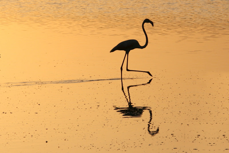 Phoenicopterus roseus di Zola Lorenzo