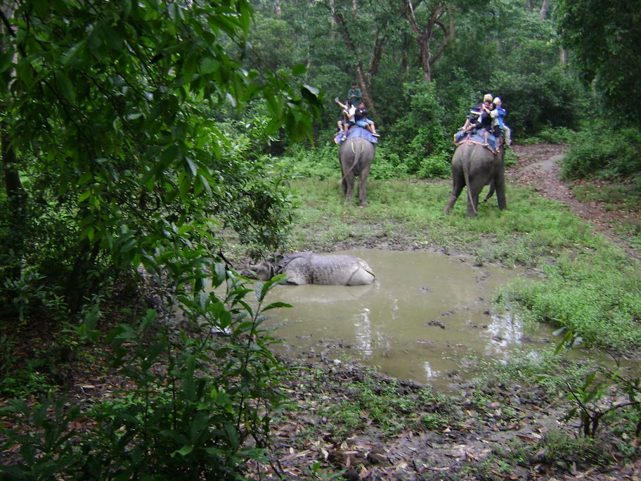 Катманду, Читван. Носороги, крокодилы и... землетрясение