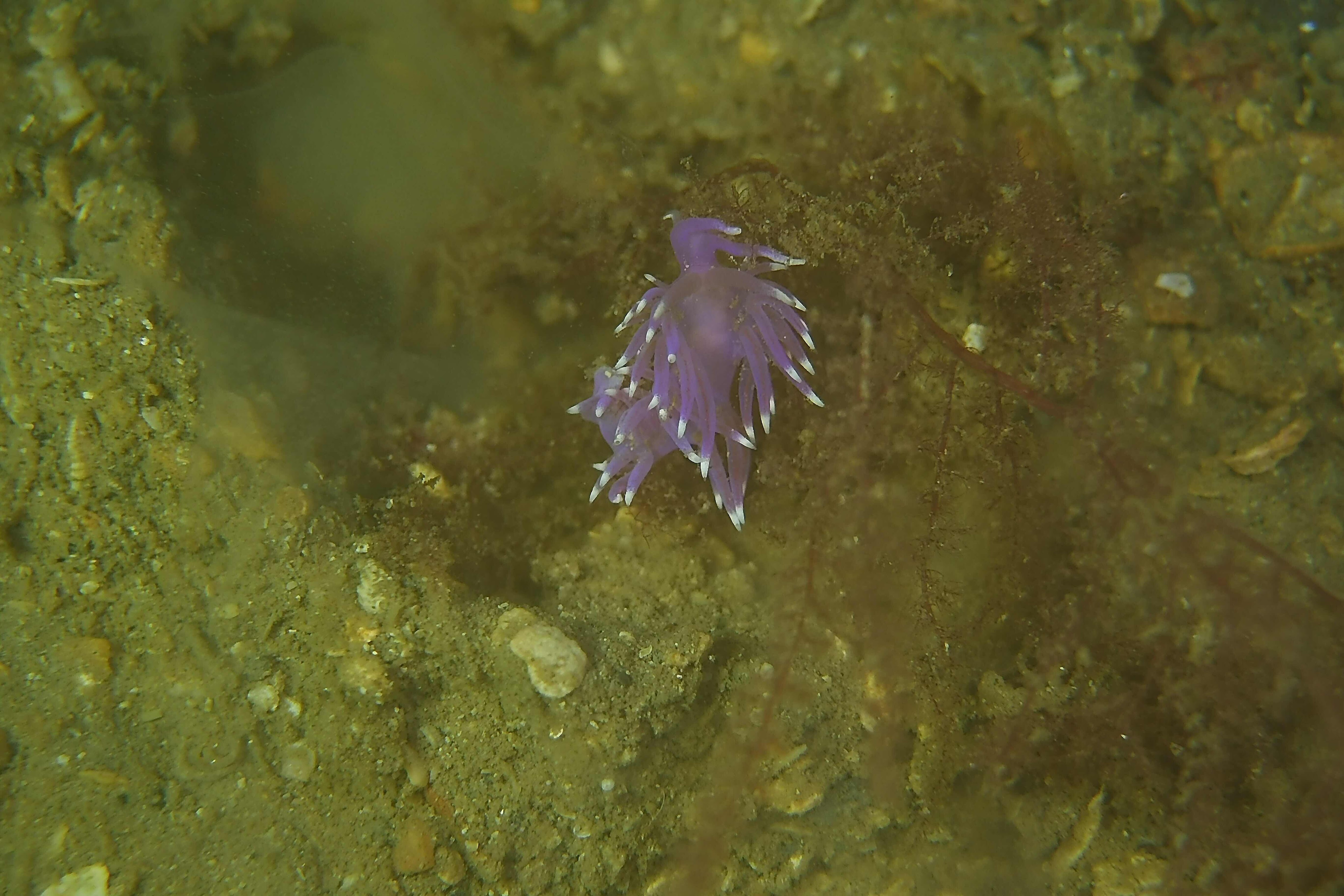 Flabellina Pedata