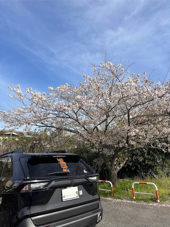 RAV4のステッカー・桜・看板製作・天気が良き・ステッカー製作依頼に関するカスタム事例の投稿画像1枚目