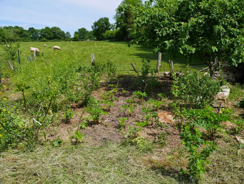 Un jardin en formation P1020928