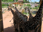 Giraffe Cliques