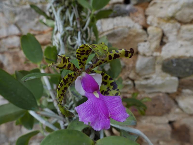 Cattleya aclandiae P1030996