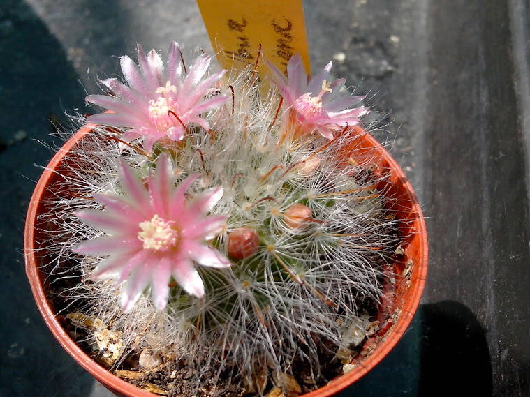 Cactus en fleurs IMG_20140423_132342