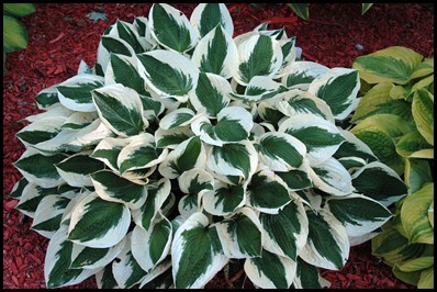 hosta_patriot2