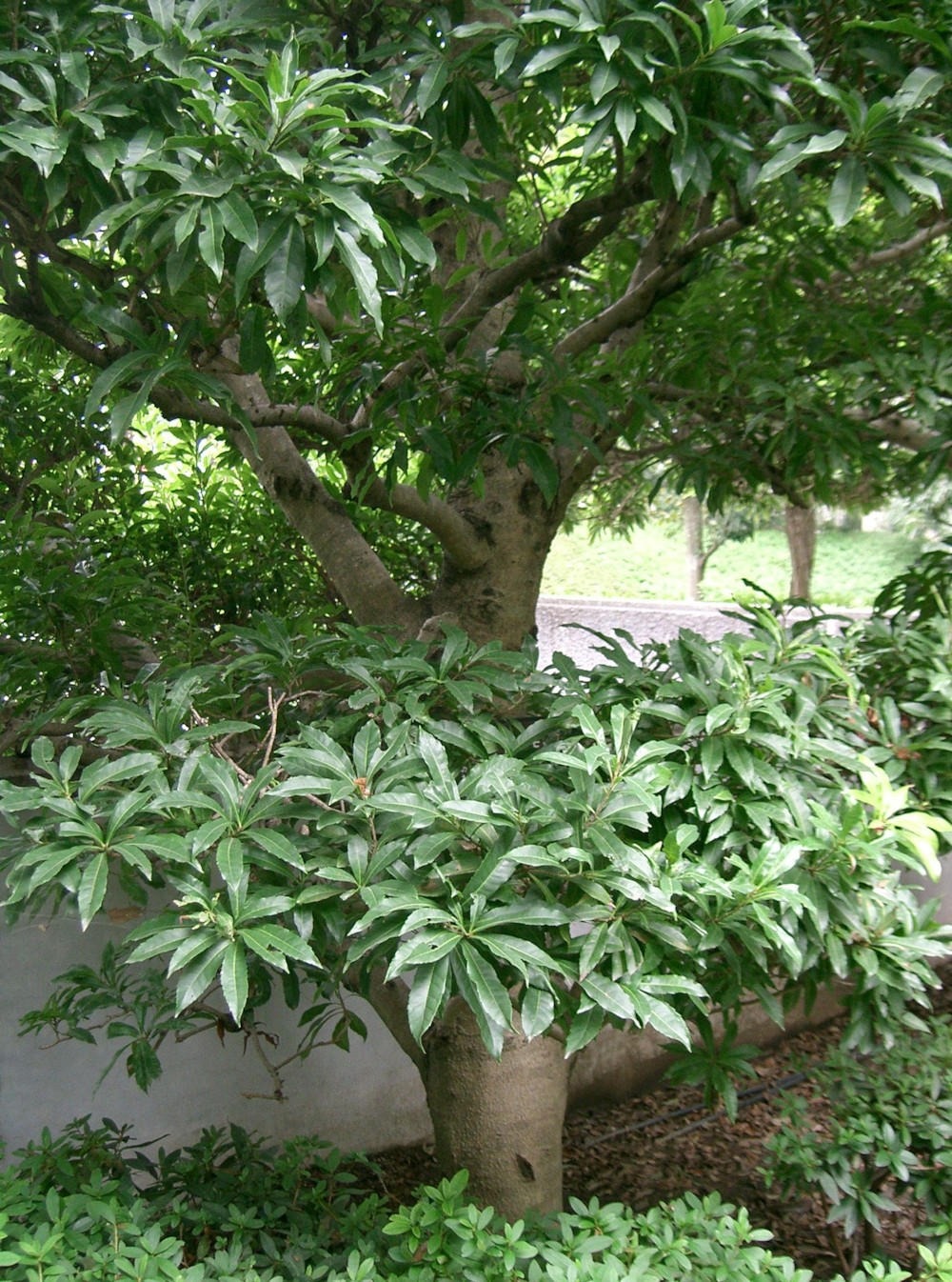 파일:external/upload.wikimedia.org/Myrica_rubra3.jpg