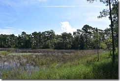 Grass by pond