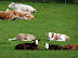 Felbrigg cows