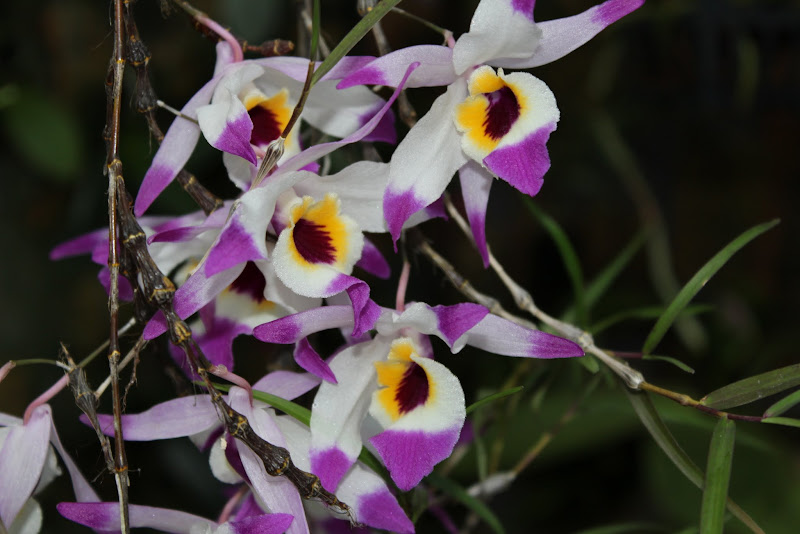 Dendrobium falconeri IMG_2766