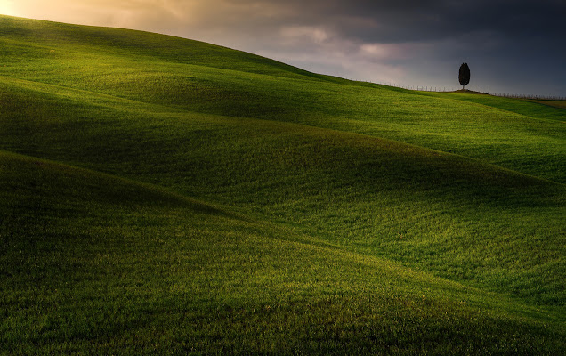 l'albero  di marcovp