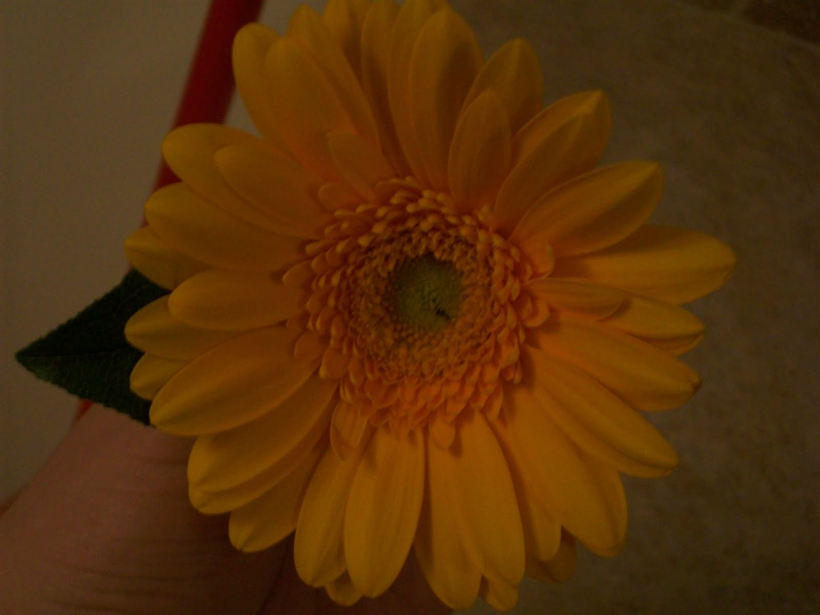 gerbera wedding flowers. Gerbera Daisies are probably