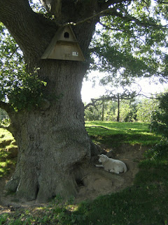 DSCF8759 Lamb guarding Barn Owl nest box