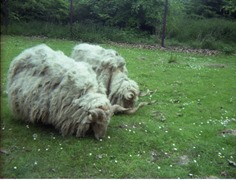 1980.05.25-006.08 moutons mérinos